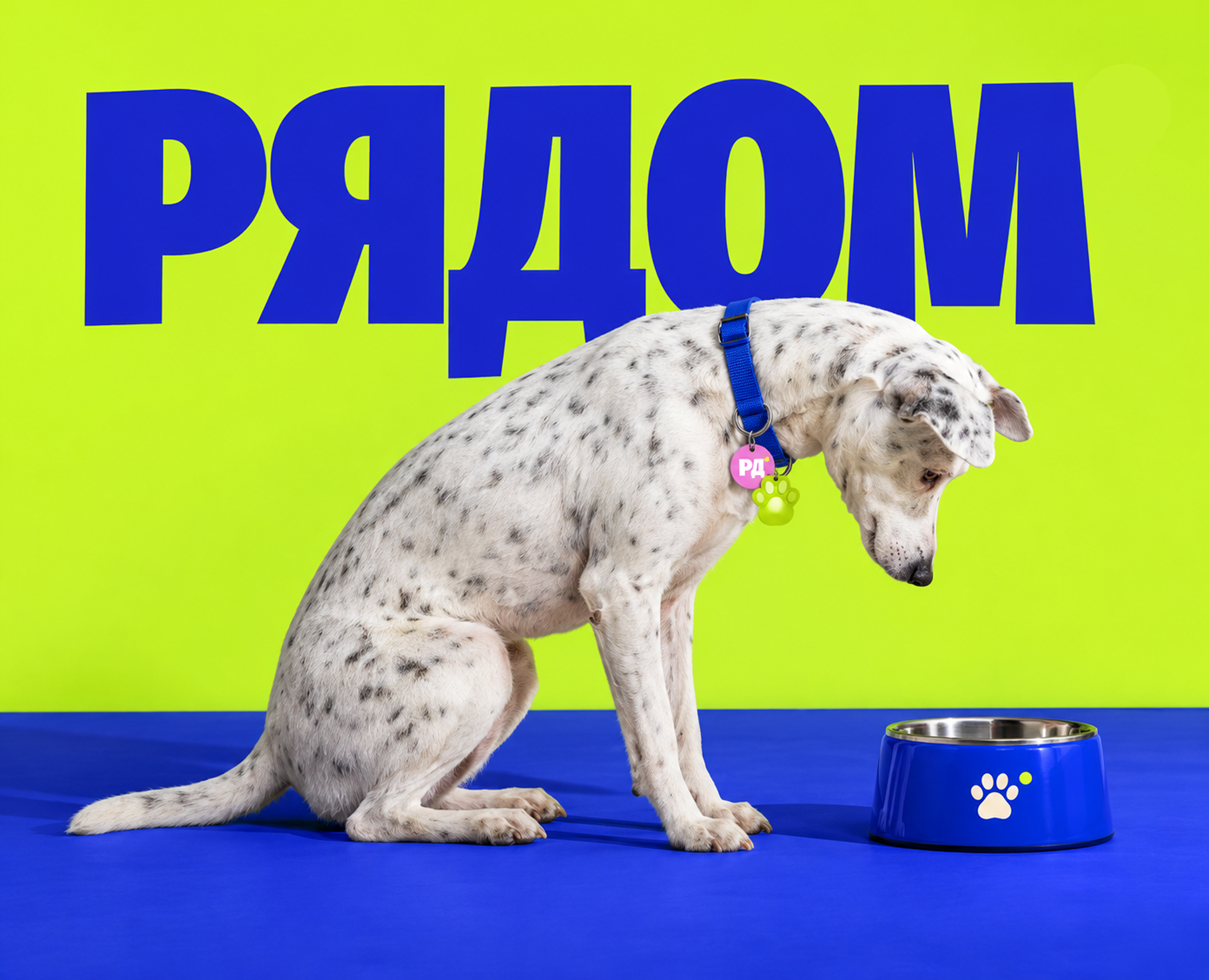 Рядом — помощь животным | UX/UI & Brand Identity — Изображение №1 — Интерфейсы, Брендинг на Dprofile