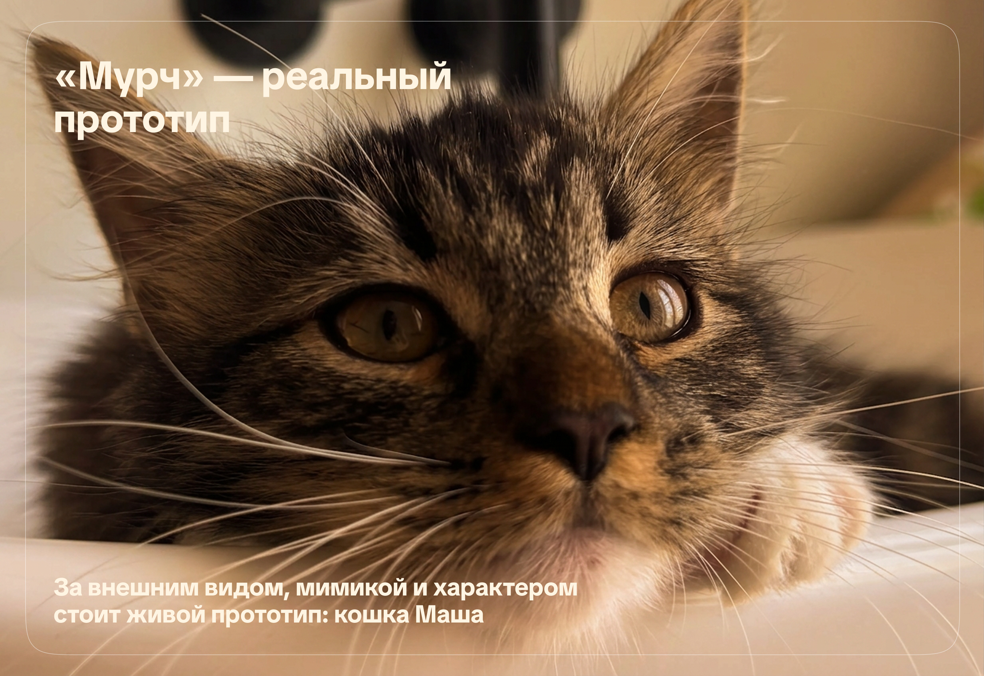 Мурч — бренд, маскот и упаковка места, где можно выговорить… — Изображение №4 — Брендинг, Иллюстрация на Dprofile
